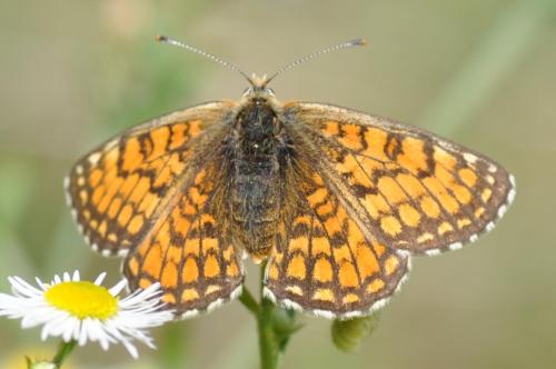 Réf. 316 491 : Melitaea parthenoides
